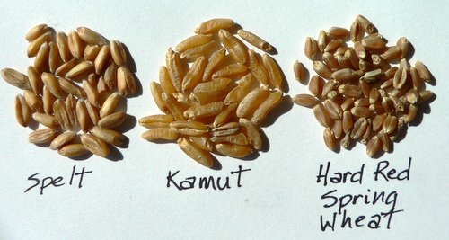 Spelt（スペルト、普通系コムギ）の種：　籾殻付き - マルシェ青空