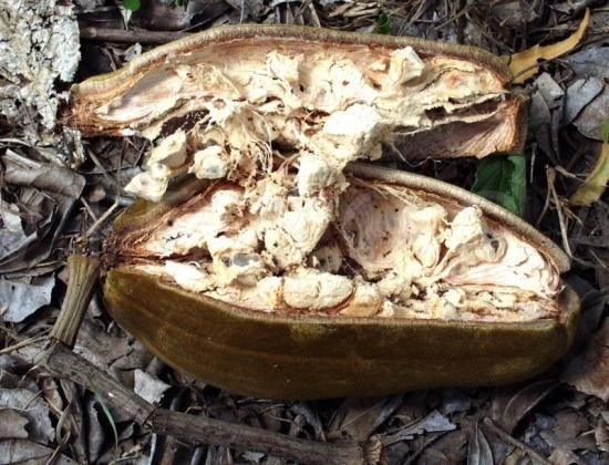 バオバブの種 - マルシェ青空