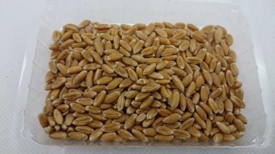 スペルト小麦 古代小麦 種子 有機種子古代小麦 スペルト小麦の種 : 人と地球にやさしい暮らし