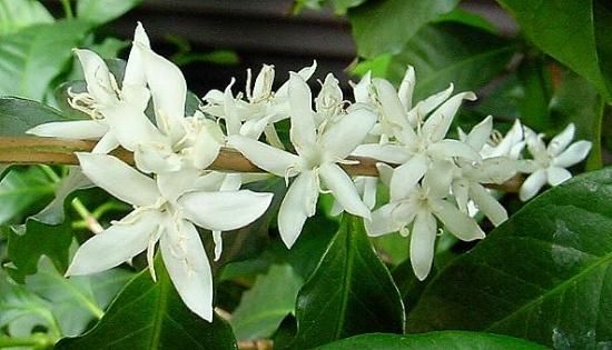 ／さま専用 コアの苗 コーヒー苗 ラウアエ苗 さま専用 コアの苗 コーヒー苗 ラウアエ苗 アラビカ（コーヒー）の苗