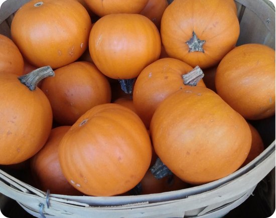 ミニかぼちゃ ウィービー の種 マルシェ青空
