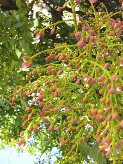 ワイルドピスタチオの種 マルシェ青空