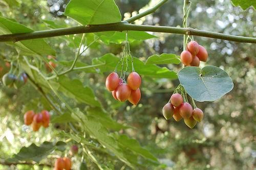 レッドタマリロ ツリートマト の種 マルシェ青空