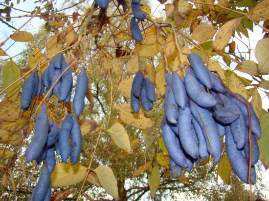 ブルーソーセージフルーツの種子 マルシェ青空