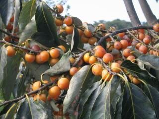 豆柿（台木用）の苗 - マルシェ青空