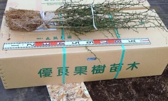 カラタチの苗： 実生苗（100cm） - マルシェ青空