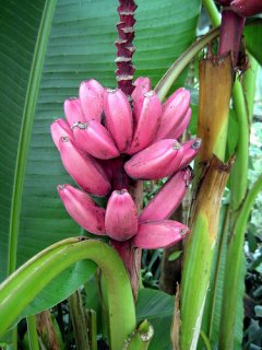 ピンクバナナ（ベルチナ・バナナ）の種