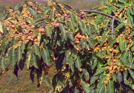 豆柿の種子 マルシェ青空