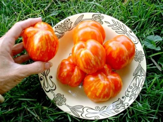 とまとページ トスカーナバイオレット | サナテックシード（株）｜種苗・農業