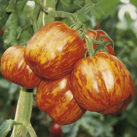 ストライプトスタファートマトの種 - マルシェ青空