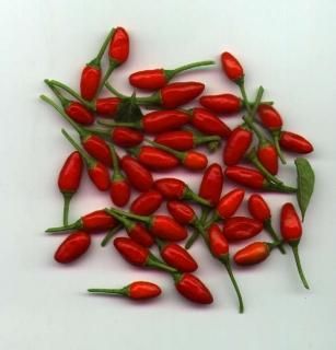 キャッサバ（マニホット）の挿し枝 | 甘味種 - マルシェ青空