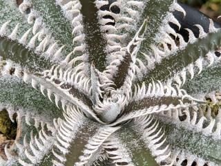 Dyckia JawsAۡưο͵ʼ<img class='new_mark_img2' src='https://img.shop-pro.jp/img/new/icons61.gif' style='border:none;display:inline;margin:0px;padding:0px;width:auto;' />