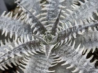 Dyckia Toothy X R.kazXBangkok StarD<img class='new_mark_img2' src='https://img.shop-pro.jp/img/new/icons50.gif' style='border:none;display:inline;margin:0px;padding:0px;width:auto;' />