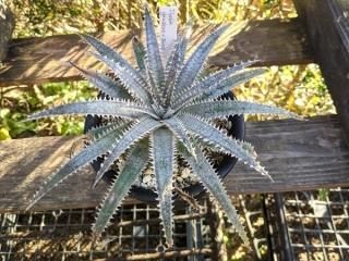 Dyckia gradeae X Boneڣȡۡ<img class='new_mark_img2' src='https://img.shop-pro.jp/img/new/icons61.gif' style='border:none;display:inline;margin:0px;padding:0px;width:auto;' />