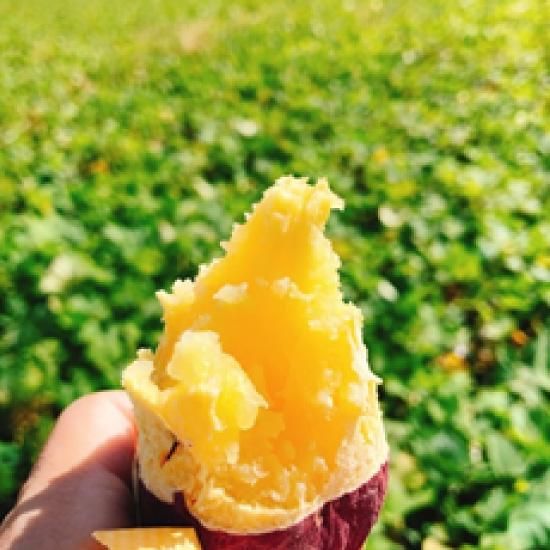 スイートポテト ×９点(144個)　2/11までに発送● #p スイートポテト - 商品情報 - 冷凍食品・冷凍野菜はニチレイフーズ