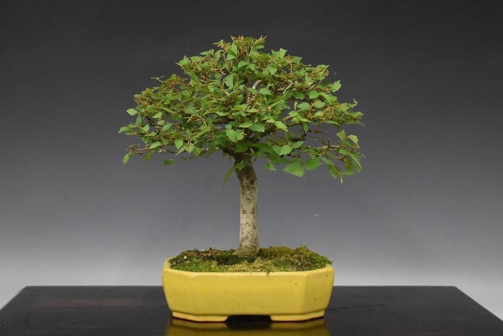 no.514-12 䥭