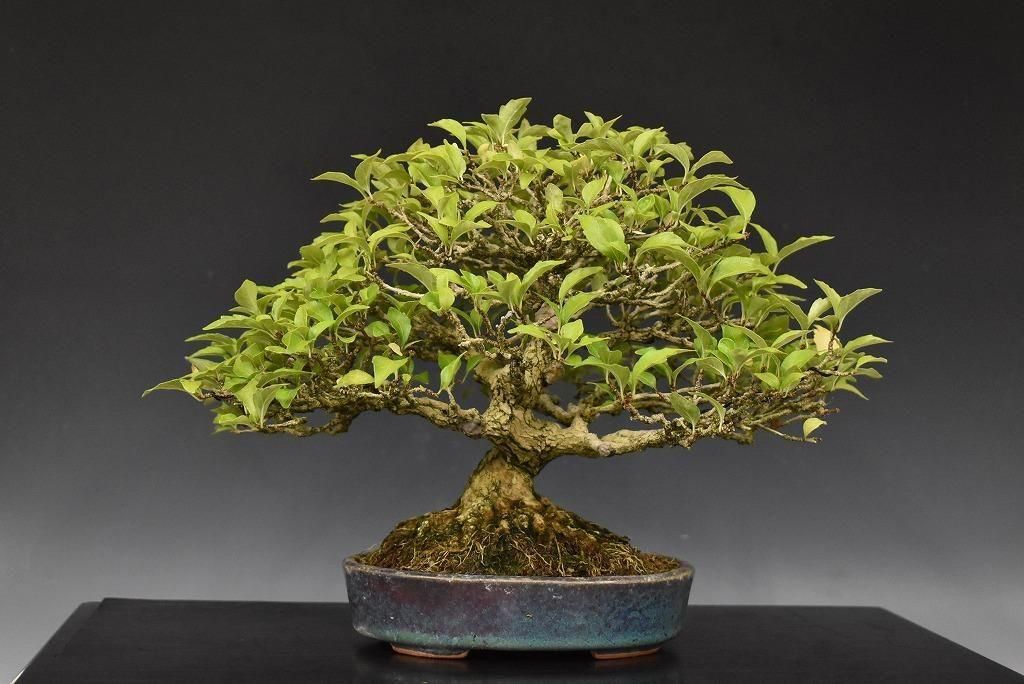 錦松　盆栽　8号陶器鉢つき　古木❗ 錦松 盆栽 8号陶器鉢つき 古木❗