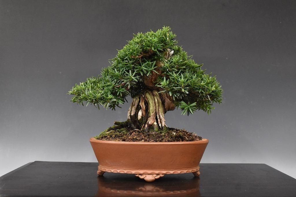 【中品　黒松盆栽】真柏…　　　　　⭕卓也様、値下げ依頼中… 楽天市場】（株）一樹園 黒松 中品盆栽／樹齢20年 : 一樹園
