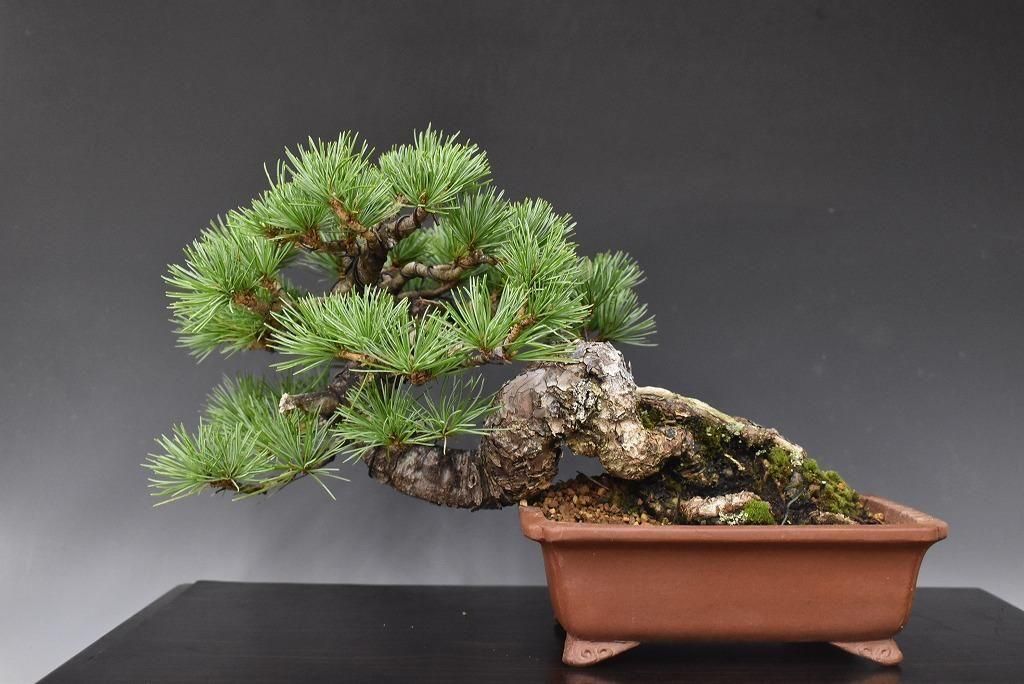 特選盆栽第519弾 - 萬園