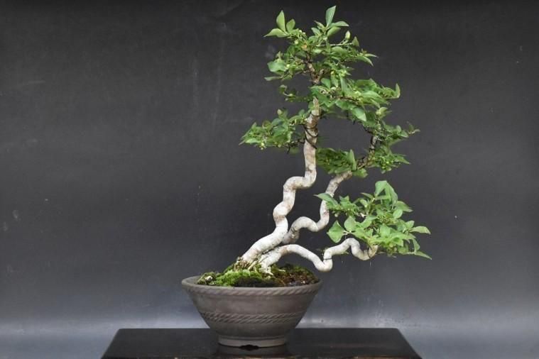 no.230-18 ޥ