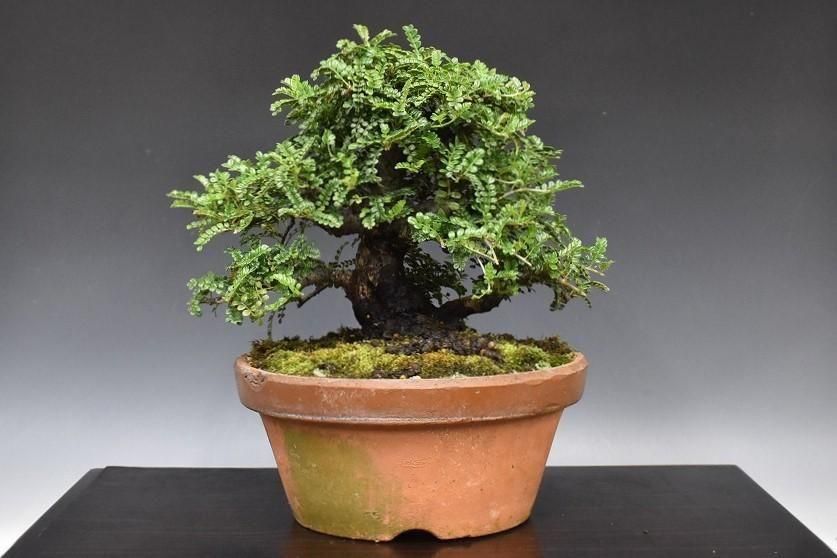 インテリア　超特大玉石果樹盆栽　送料込み　値段下げました インテリア 超特大玉石果樹盆栽 送料込み 値段下げました