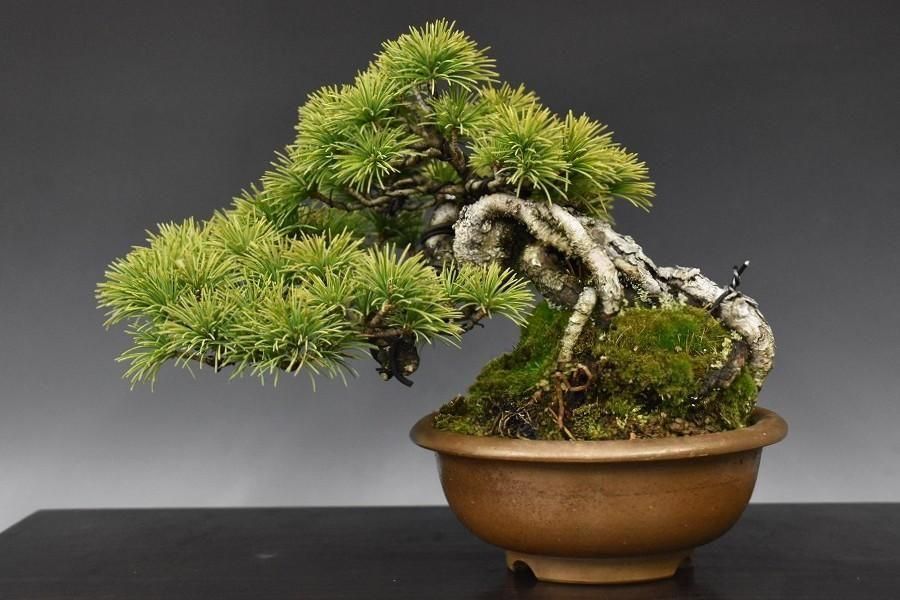 no.523-07 ���վ�