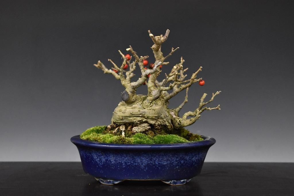 no.523-08 �����ɥ�