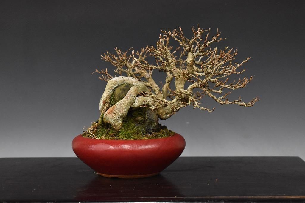 no.523-10 �������ա�