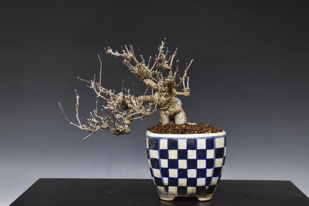 no.523-18 ������