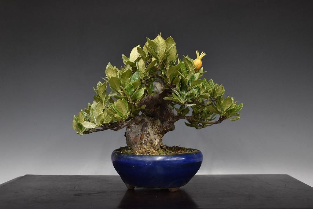 no.524-10 �����ʥ��ʥ��������