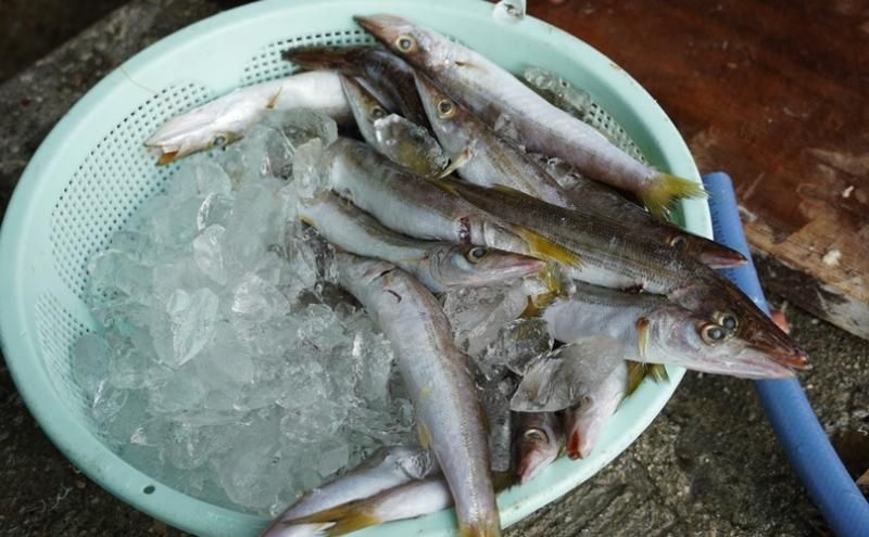 カマスの干物 無茶々園 ジュース 柑橘 海産物 有機栽培 みかん 愛媛県 西予市 カマスの干物 無茶々園 ジュース 柑橘 海産物 有機栽培 みかん 愛媛県 西予市