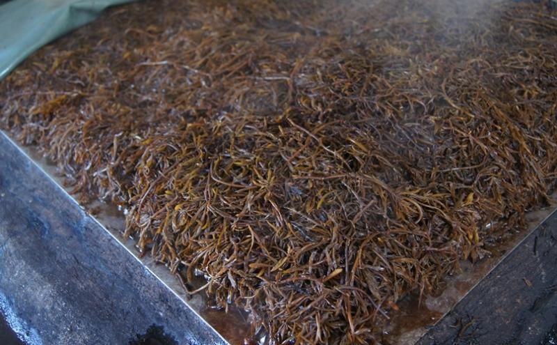 ひじき - 無茶々園｜ジュース・柑橘・海産物・有機栽培・みかん