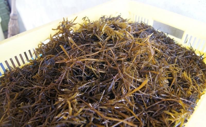 ひじき 無茶々園 ジュース 柑橘 海産物 有機栽培 みかん 愛媛県 西予市 ひじき 無茶々園 ジュース 柑橘 海産物 有機栽培 みかん 愛媛県 西予市