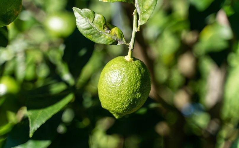 レモン - 無茶々園｜ジュース・柑橘・海産物・有機栽培・みかん｜愛媛