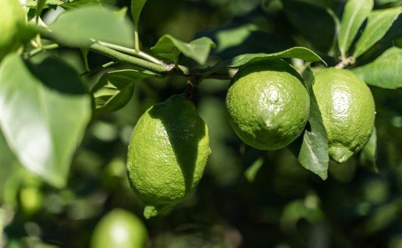 レモン - 無茶々園｜ジュース・柑橘・海産物・有機栽培・みかん｜愛媛