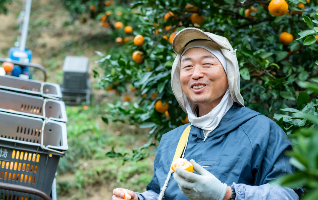 温州みかんの季節です