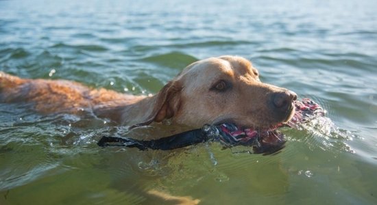 ビーバーテイル　大型犬　水遊び