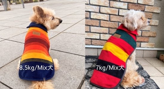 Mix犬　Sサイズ　グランドキャニオン　マウントレーニア
