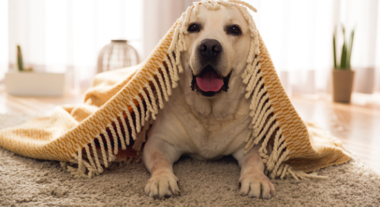 犬の布製品の除菌消臭