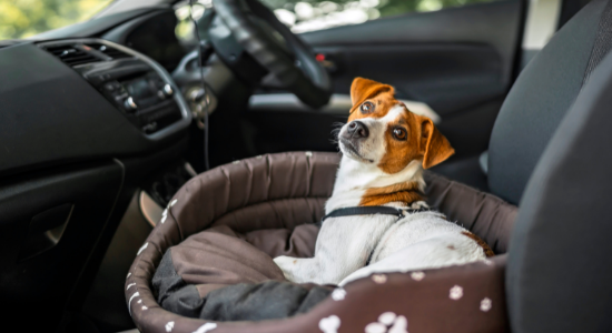 犬と車内の除菌消臭