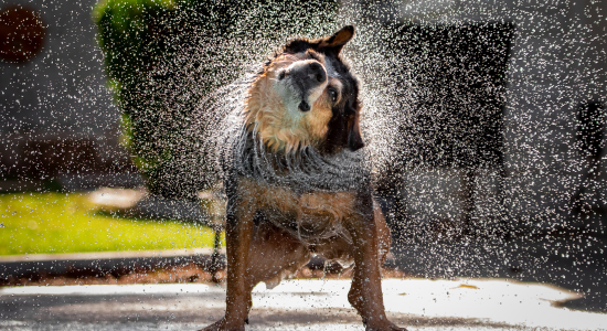 雨で濡れた犬 雨の日の散歩
