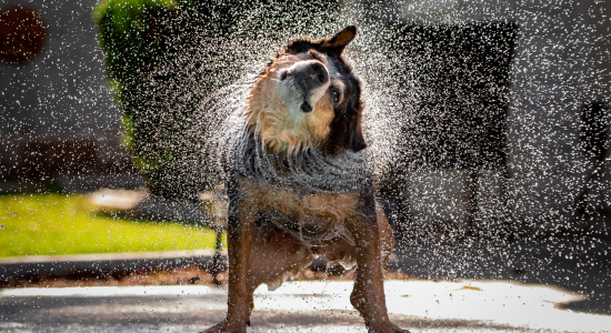 雨で濡れた犬　雨の日の散歩