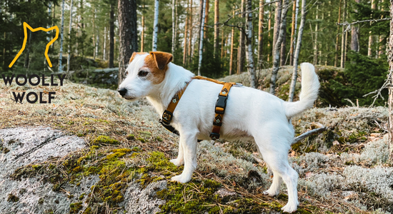 ウーリーウルフ　フィンランドのハーネス　小型犬　シートゥーサミット