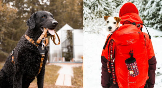 大型犬とリード（シートゥーサミット）雪と小型犬（ポーラーナイト）