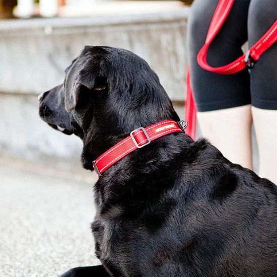 犬用首輪（ドッグカラー）｜ 散歩用・トレーニング用【海外犬用品通販