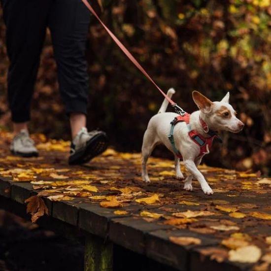 ラフウェア ハイ＆ライトハーネス 軽量薄型ハーネス 小型犬 中型犬