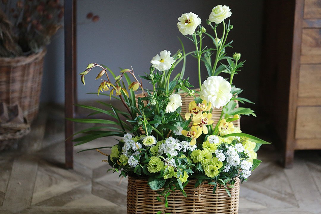 ラナンキュラス ラックス「グレーシス」（2鉢セット） - 花とカゴと 