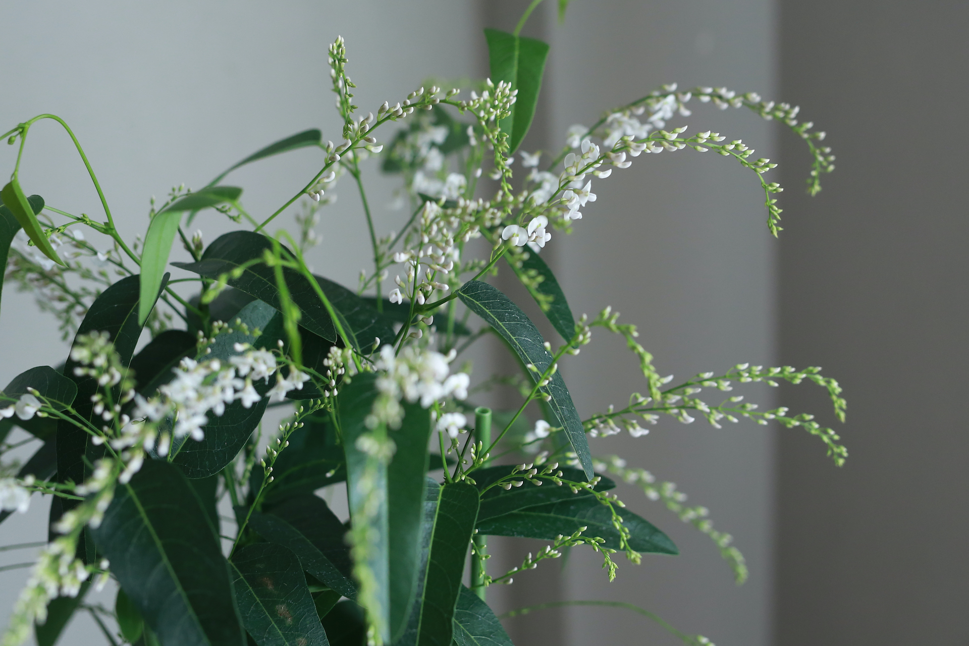 １点限定 ハーデンベルギア ホワイト ５号 花とカゴと暮らしの道具 ハナモミジ