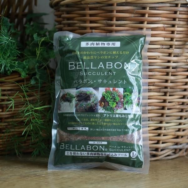 ベラボンの販売通販ーギャザリング寄せ植え専用プランツツールー ベラボンの販売通販ーギャザリング寄せ植え専用プランツツールー