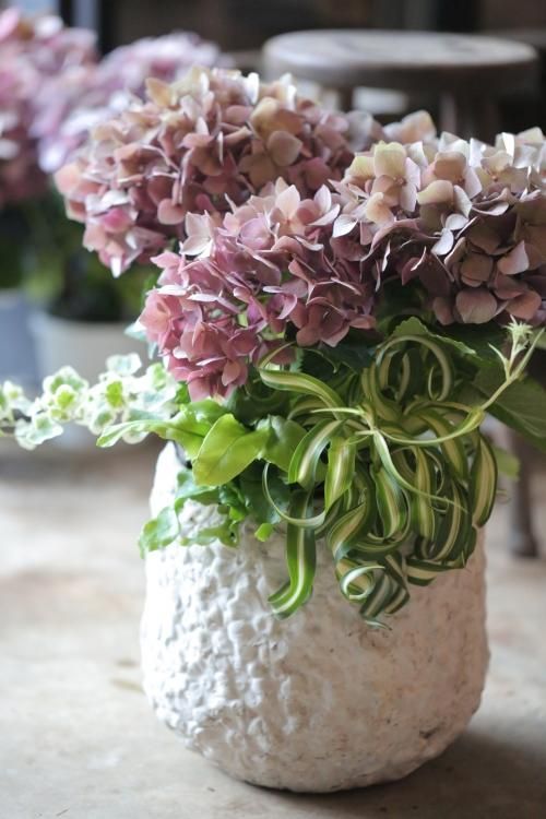 秋色アジサイ ルビー と巻葉オリヅルランの寄せ植え 花とカゴと暮らしの道具 ハナモミジ 秋色アジサイ ルビー と巻葉オリヅルランの寄せ植え 花とカゴと暮らしの道具 ハナモミジ